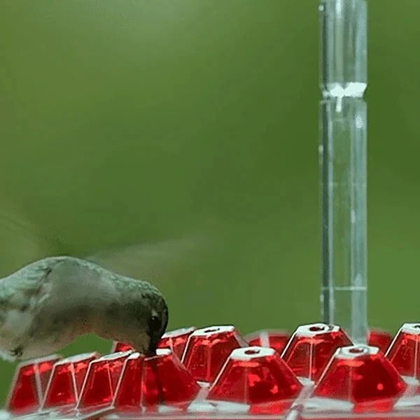 Comedero para pájaros colorido con trampa para hormigas incorporada
