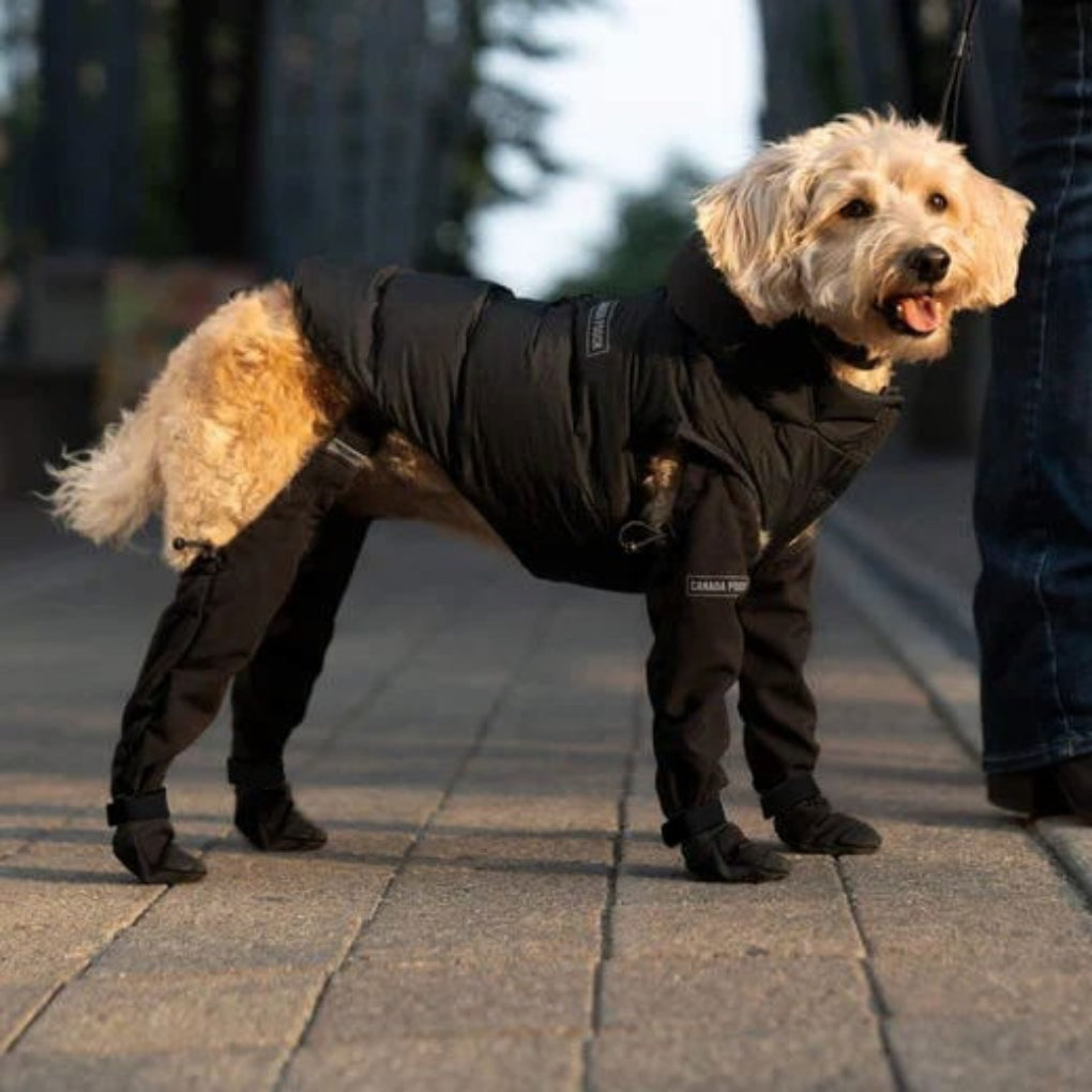 Wearclo | Leggings para perros con protección para patas en todo clima | Diseño duradero para una comodidad máxima