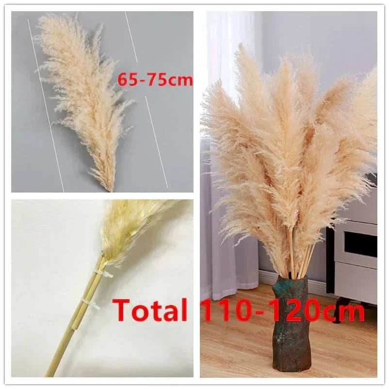 MEADOWHAVEN – Dried Pampas Grass for Timeless Decorative Character