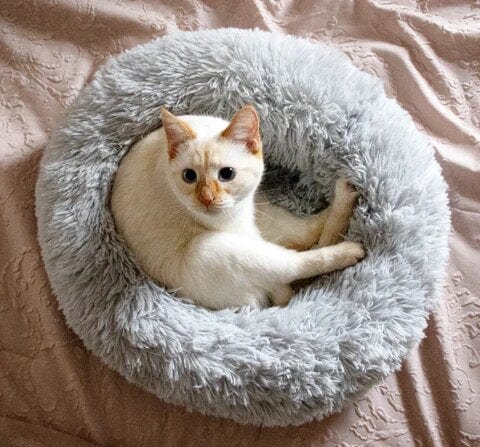 Round Plush Pet Bed with Raised Rim for Dogs & Cats | Anti-Anxiety Donut Cushion for Small Medium Large Pets | Machine Washable