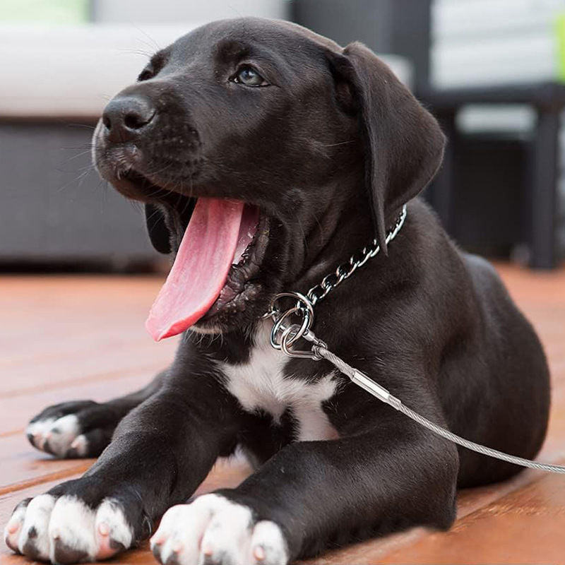 Correa para perro duradera y a prueba de mordidas – Correa de seguridad para exteriores