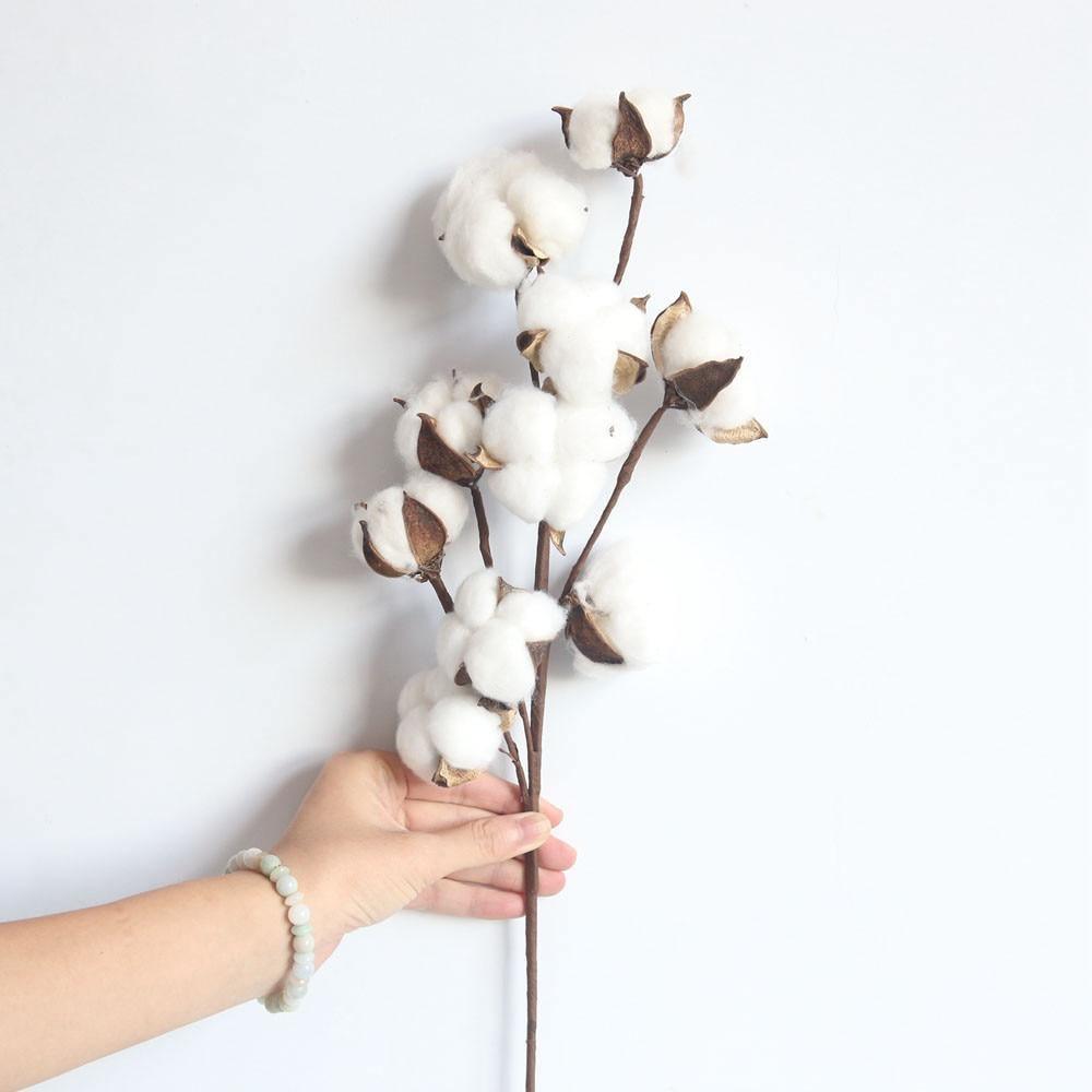 Cotton Branches