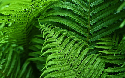 Artificial Boston Fern for Outdoor Use – UV-Resistant Patio Decoration