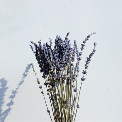 Dried Lavender Bundles for Home Decor & Aromatherapy | Fragrant Floral Stems for Sachets, Potpourri, Wedding Arrangements | Rustic Farmhouse