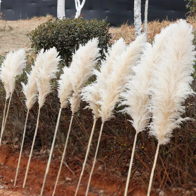 Tallos de hierba de las pampas natural y esponjosa para jarrones | Acentos florales secos de 16-30 pulgadas para decoración de estantes de sala de estar, centros de mesa para eventos, estilo boho