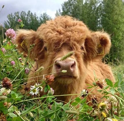 Handcrafted Scottish Highland Cattle Stuffed Animal with Flower Crown for Kids & Collectors