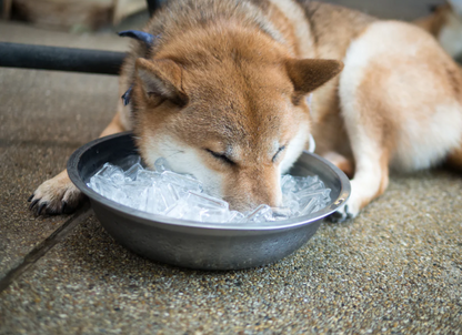 DogCool | Dog Cooling Mat with Pressure-Activated Gel | Comfortable Solution for Hot Days