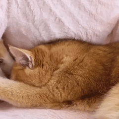 Sofá cama de felpa para mascotas Ortekor con funda lavable y base antideslizante | Cómodo sofá para perros para un confort máximo