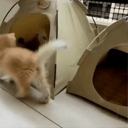 Tienda de campaña acogedora para gatos | Tienda portátil para gatos con alfombrilla refrescante y diseño transpirable para una comodidad máxima