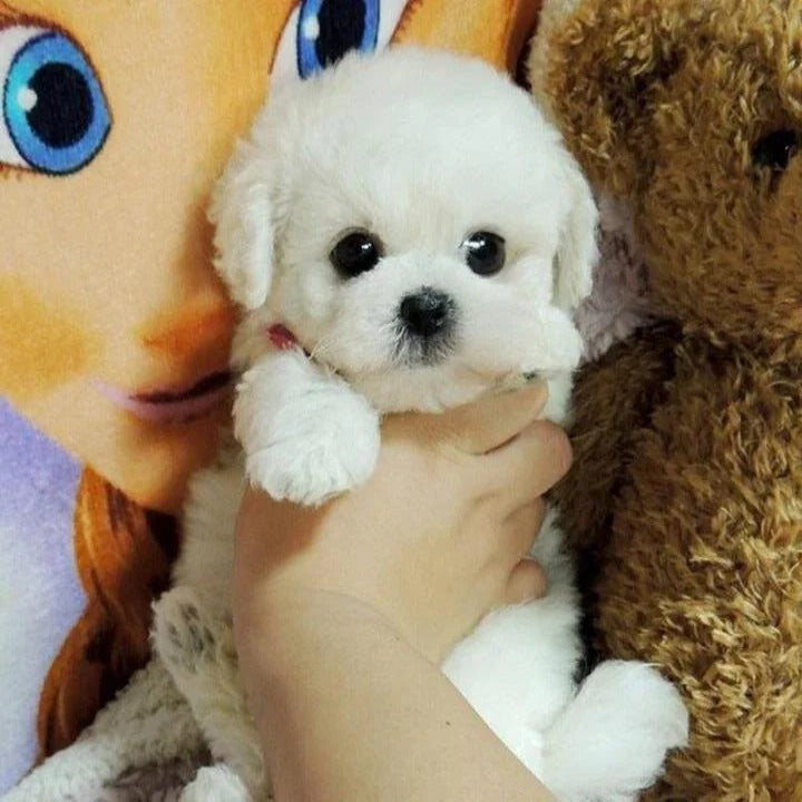 Cuddly Soft Stuffed Dog with Weighted Bottom - Ortekor