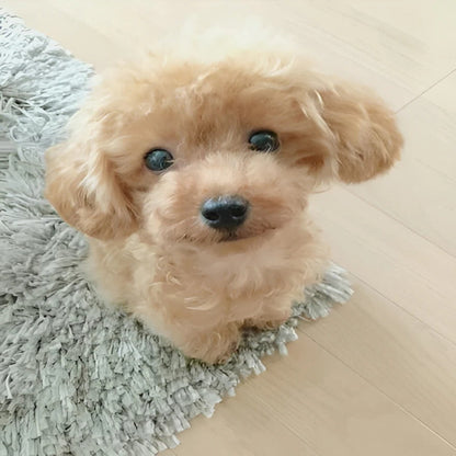 Perro de Peluche Suave y Achuchable con Base Ponderada