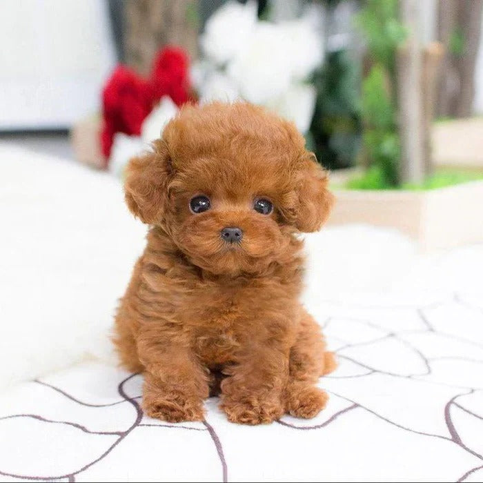 Perro de Peluche Suave y Achuchable con Base Ponderada