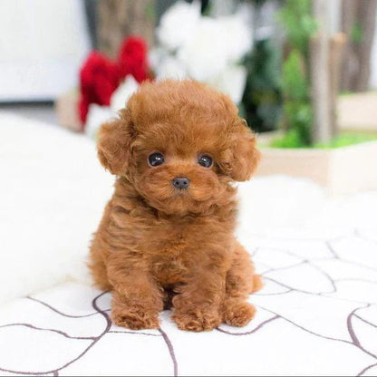 Perro de Peluche Suave y Achuchable con Base Ponderada
