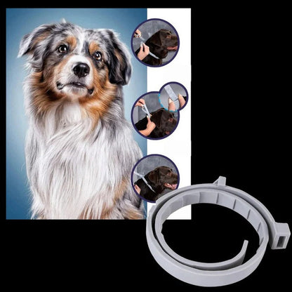 Collar eficaz para el control de garrapatas y pulgas en mascotas