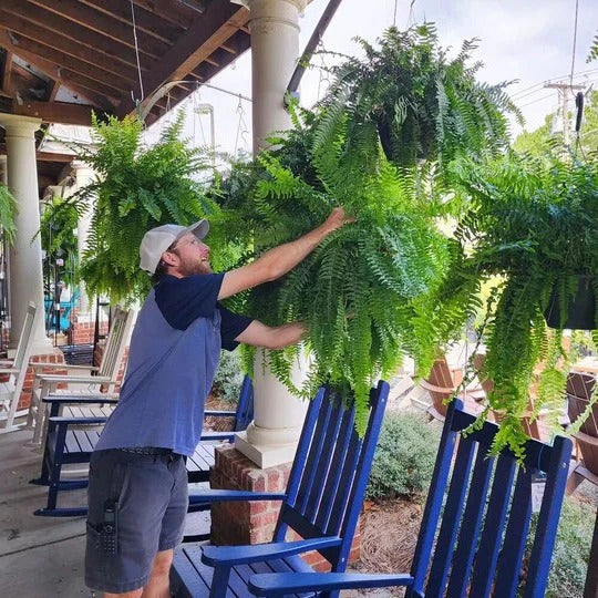 Decoración de planta de helecho verde realista para exteriores