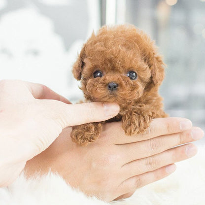 Interactive Robotic Puppy Toy with Lifelike Movements & Sounds for Kids & Adults | Realistic Pet Companion | Battery Operated Animatronic Do