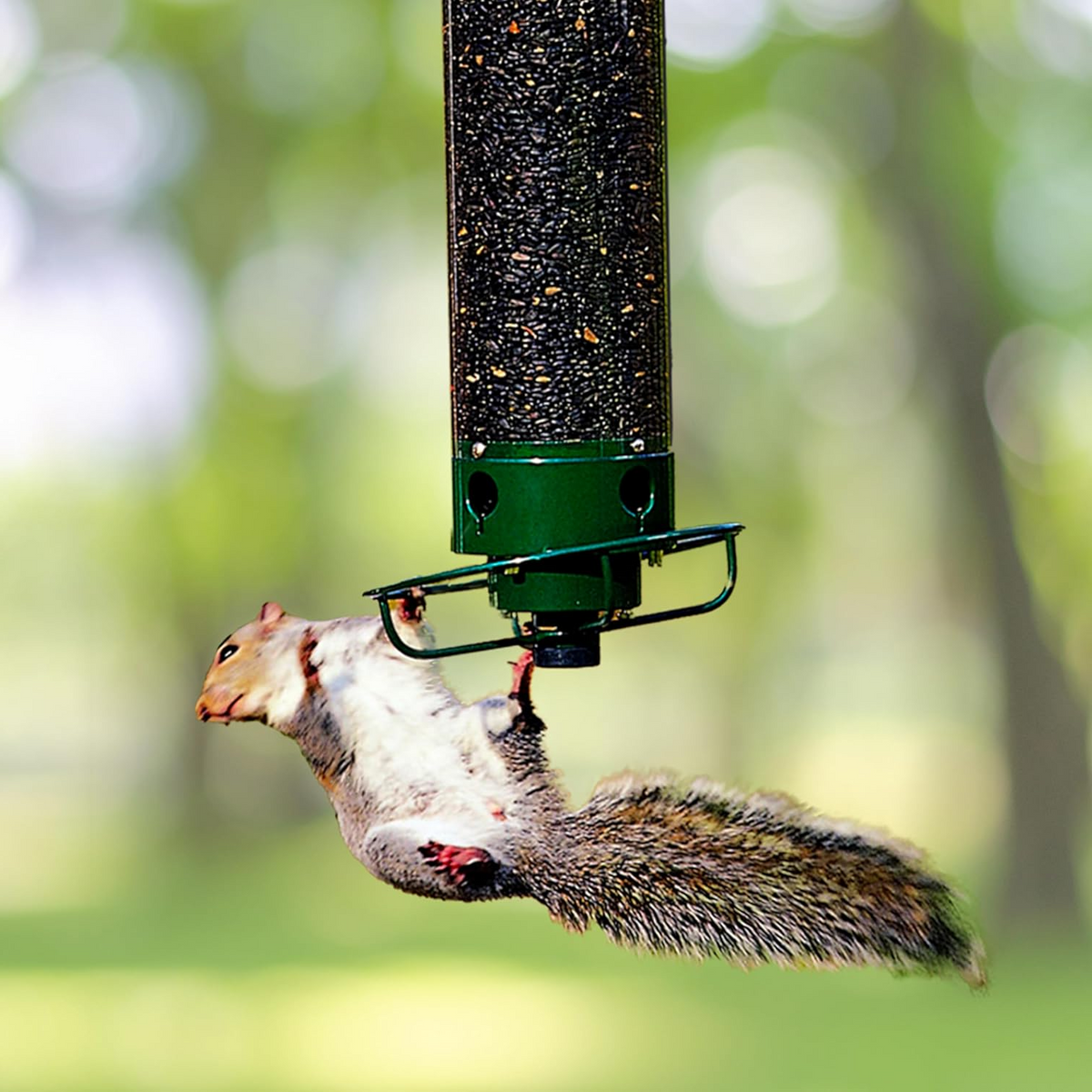 Durable Outdoor Seed Dispenser – Squirrel-Resistant Bird Feeder