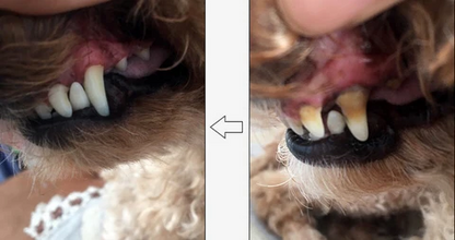 Cuidado dental para mascotas | Solución para la salud dental con ingredientes naturales | Eliminación eficaz de manchas para una higiene bucal óptima