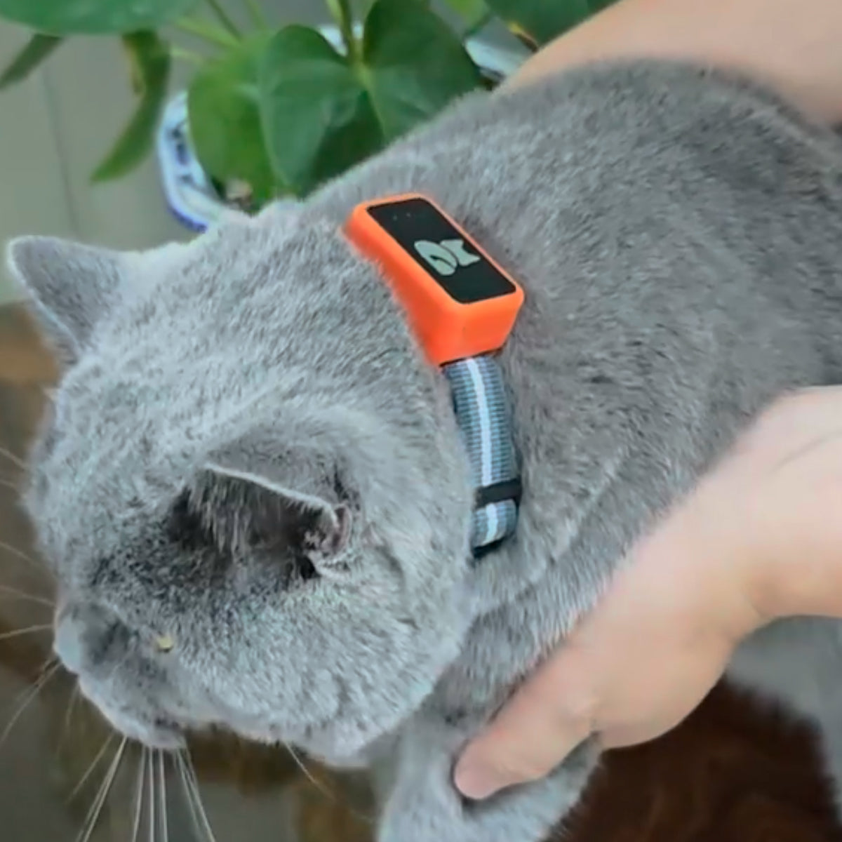 Real-Time Cat & Dog Location Monitor with Geo-Fence Alerts – Lightweight Wearable Pet Finder for Indoor & Outdoor Safety