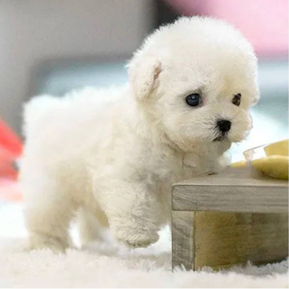Cuddly Soft Puppy Plush Toy - Ortekor