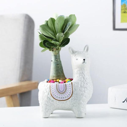 Alpaca Pottery Succulent Planter
