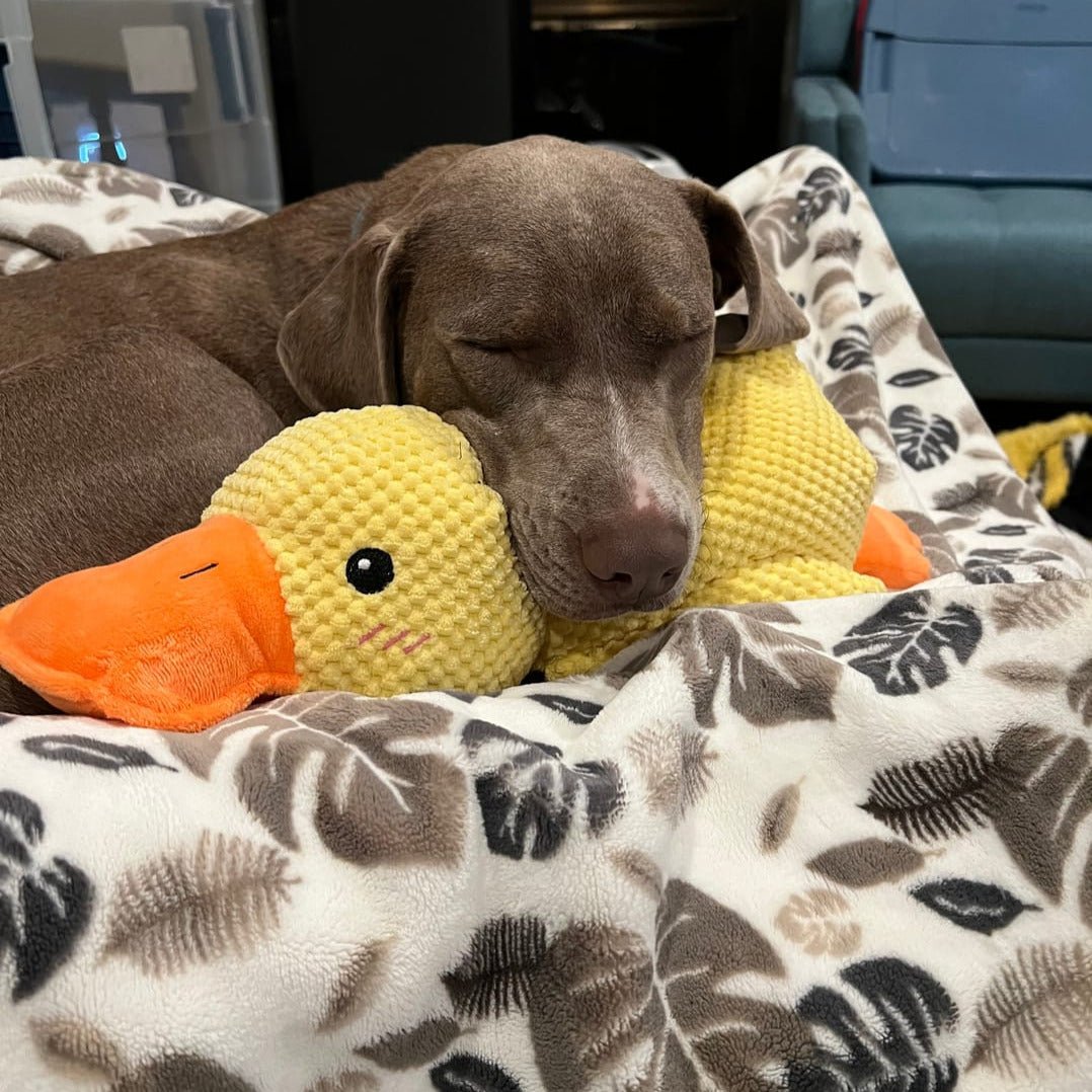 Interactive Dog Toy | Calming Duck with Quacking Sound | Engaging Chew Toy for Stress Relief