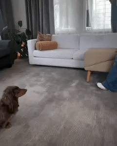 Rampa y taburete PetStep para camas y sofás | Acceso fácil para mascotas