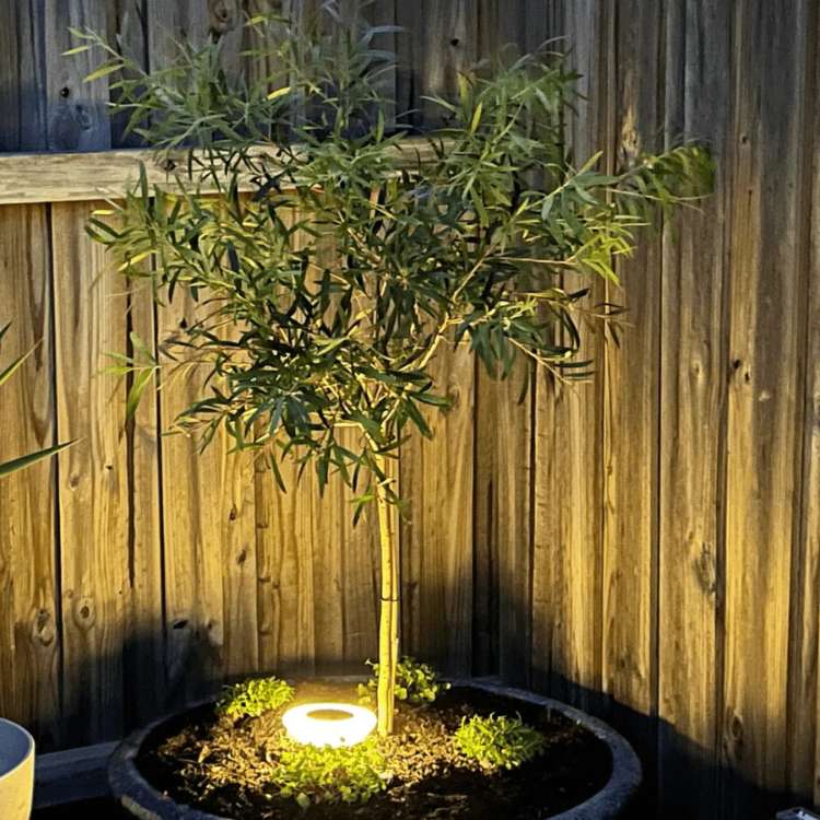Solar Pathway Stake Lights for Garden, Yard & Walkway – Weatherproof LED Outdoor Lighting Set