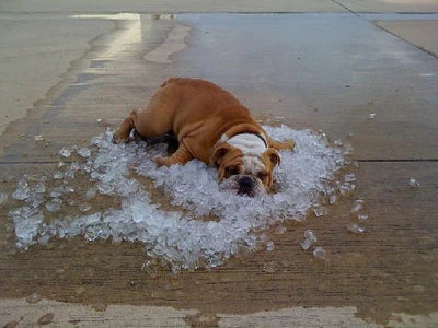 Cooling Dog Bed | Pressure-Activated Cooling Pad for Instant Relief - Lightweight & Portable for Dogs