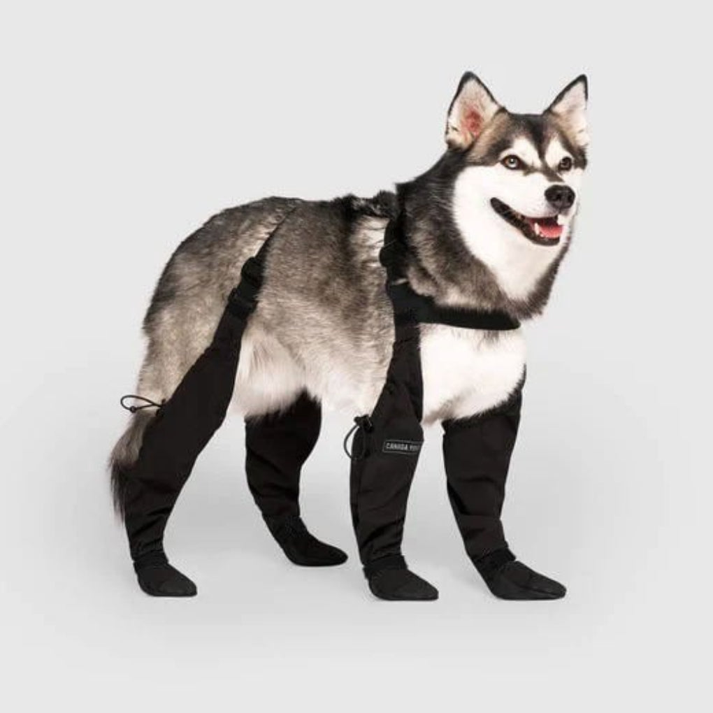 Wearclo | Leggings para perros con protección para patas en todo clima | Diseño duradero para una comodidad máxima